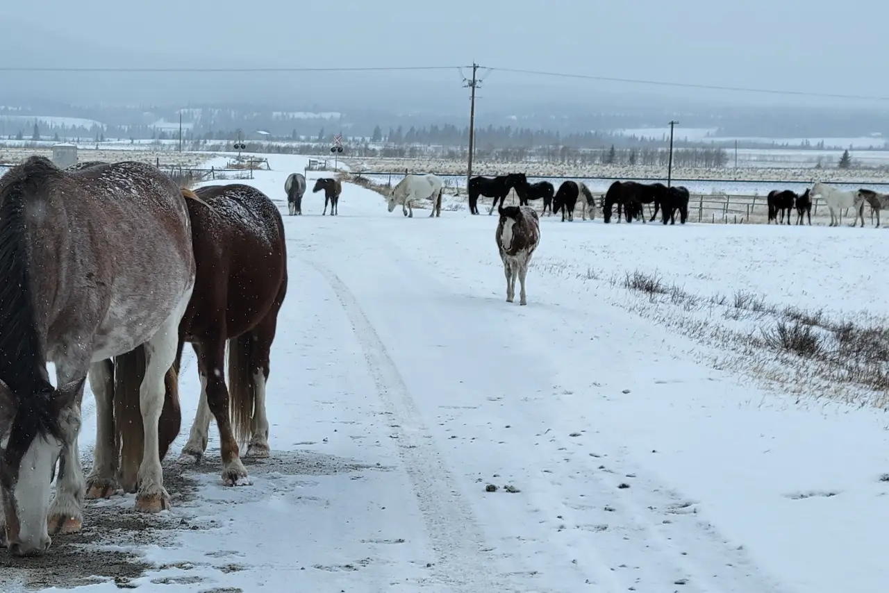 Horses walking along a snowy road with a wintry landscape in the background.