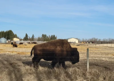 A bison close to the foreground behind a fence with others grazing in a field.